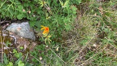 Tephroseris lindstroemii