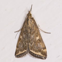 Loxostege munroealis