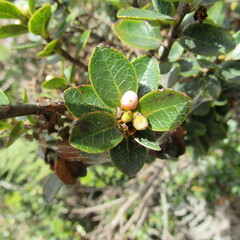 Symplocos theiformis