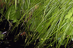 Carex bolanderi