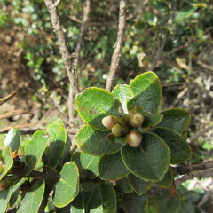 Symplocos theiformis