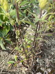 Castilleja pallida caudata