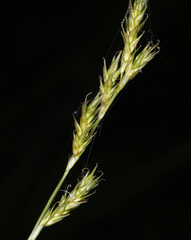 Carex bolanderi