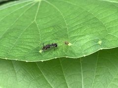 Teleopsis quadriguttata