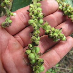 Varronia cylindrostachya