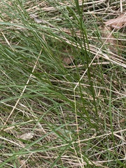 Enteropogon unispiceus