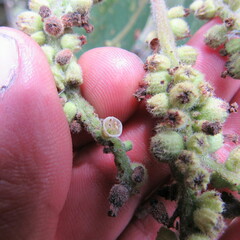 Varronia cylindrostachya