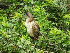 Nycticorax caledonicus
