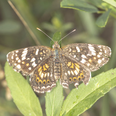 Phyciodes picta
