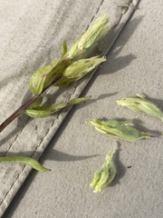 Castilleja pallida caudata