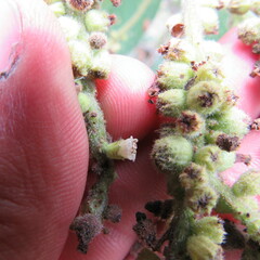 Varronia cylindrostachya