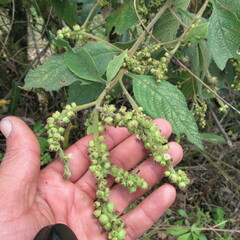 Varronia cylindrostachya