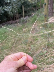 Enteropogon unispiceus