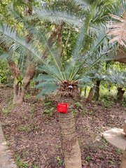 Cycas pectinata