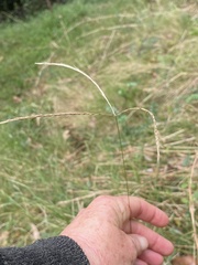 Enteropogon unispiceus