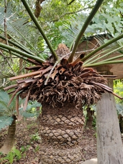 Cycas pectinata