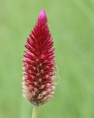 Ptilotus spicatus