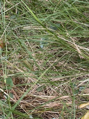 Enteropogon unispiceus