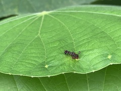 Teleopsis quadriguttata