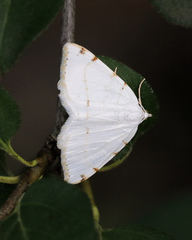 Macaria pustularia