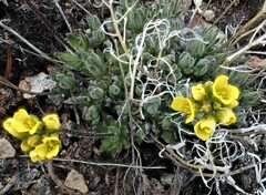 Draba densifolia