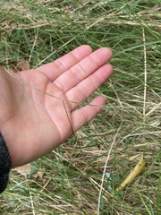 Enteropogon unispiceus