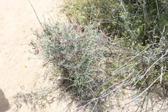 Astragalus bernardinus