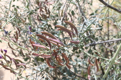 Astragalus bernardinus