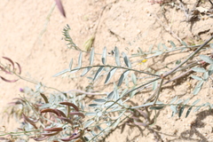 Astragalus bernardinus
