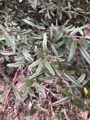 Bossiaea cinerea
