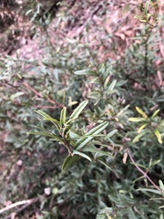 Bossiaea cinerea