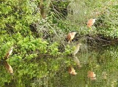 Nycticorax caledonicus
