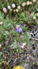 Oxytropis scammaniana