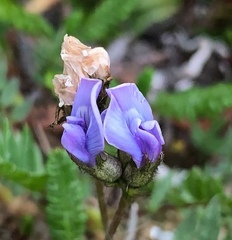 Oxytropis scammaniana