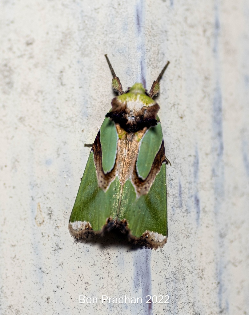 Nacna pulchripicta