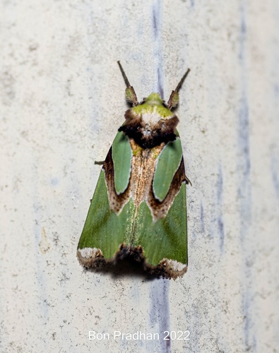 Nacna pulchripicta