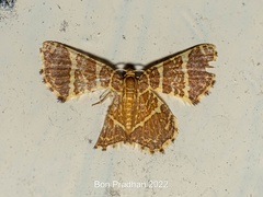 Hastina pluristrigata