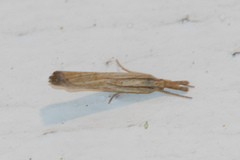 Pediasia dorsipunctellus