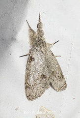 Calliteara cinctata
