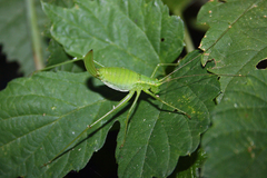 Leptophyes laticauda