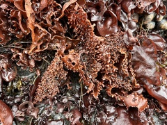 Sarcopeltis antarctica