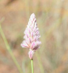 Ptilotus calostachyus