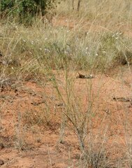 Ptilotus calostachyus