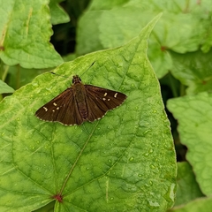 Sovia separata