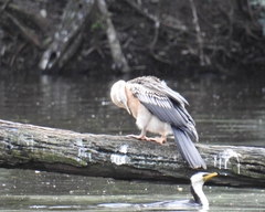 Anhinga novaehollandiae