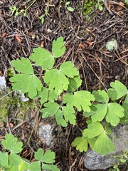 Aquilegia elegantula