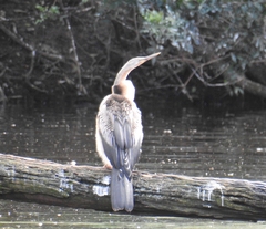 Anhinga novaehollandiae