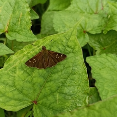 Sovia separata
