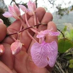 Comparettia macroplectron