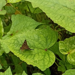 Sovia separata